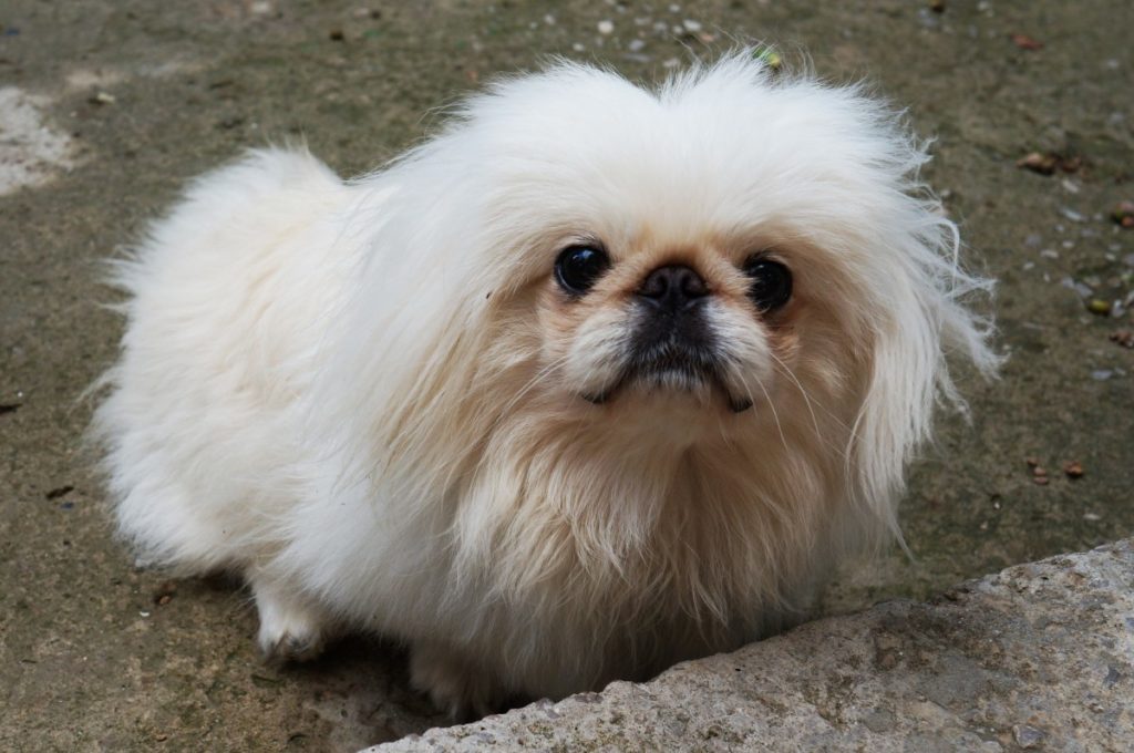 pekinese