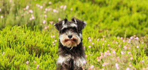 Schnauzer e zwergschnauzer