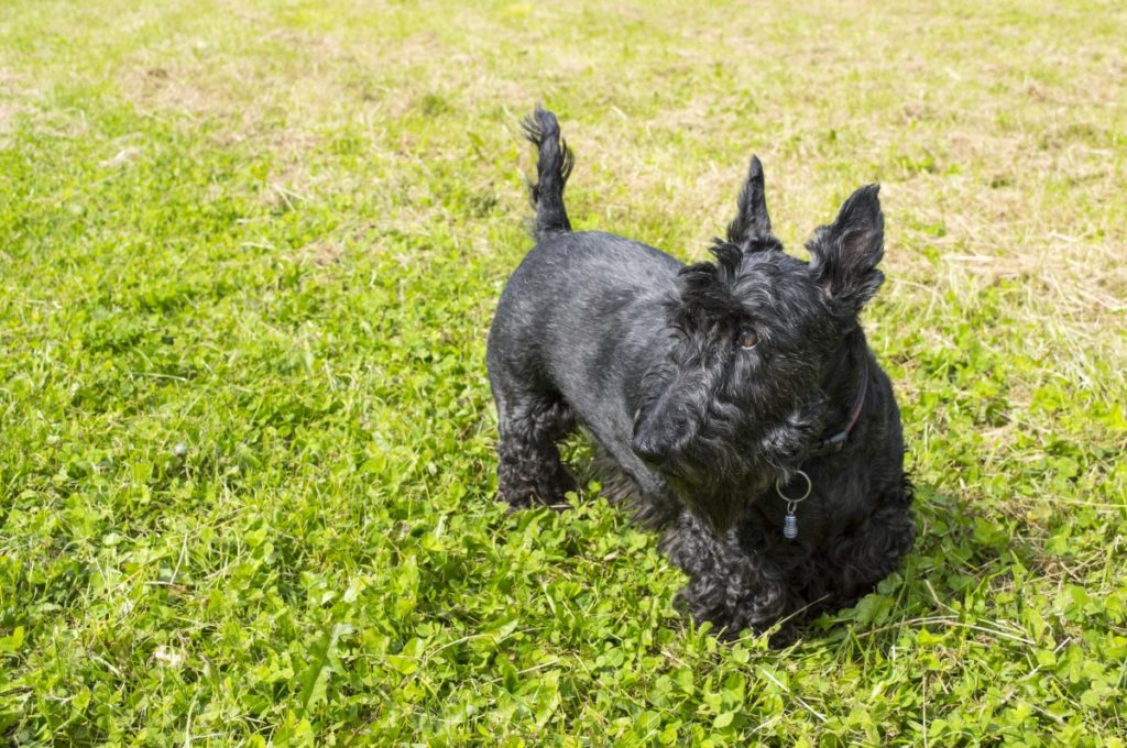 Scottish terrier nero