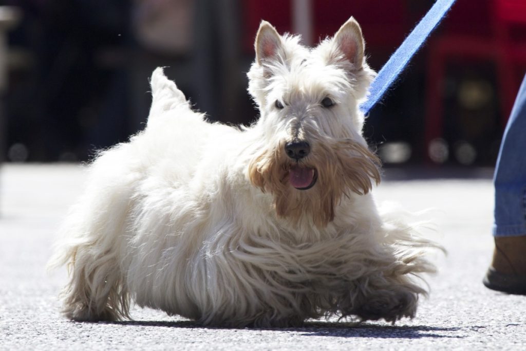 Scottish terrier bianco