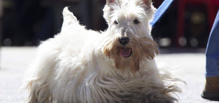 Scottish terrier