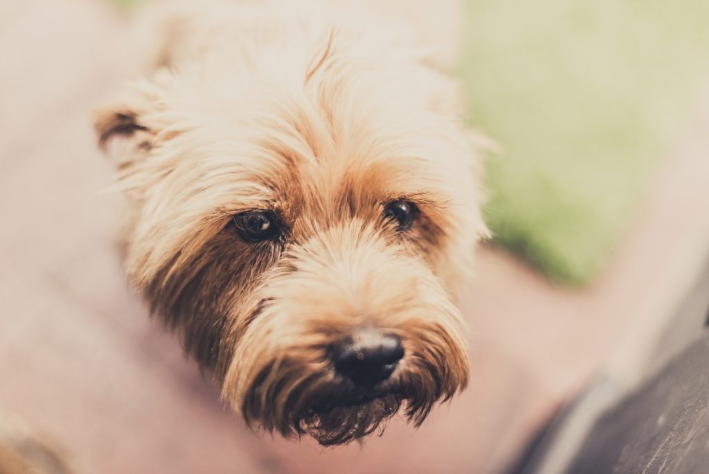  terrier irlandese a pelo morbido