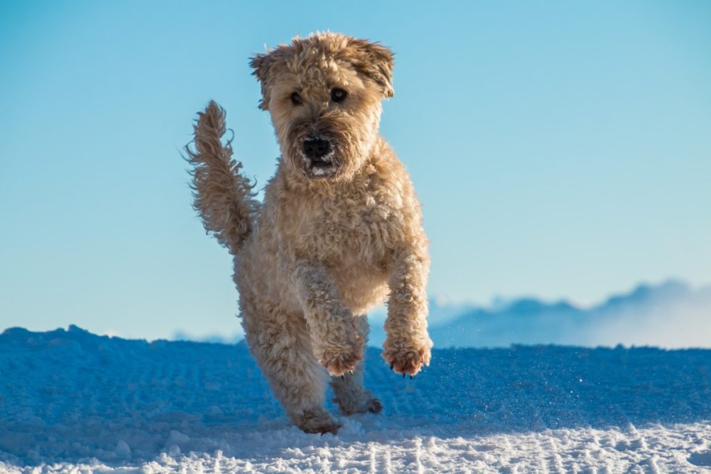 Soft Coated Wheaten Terrier