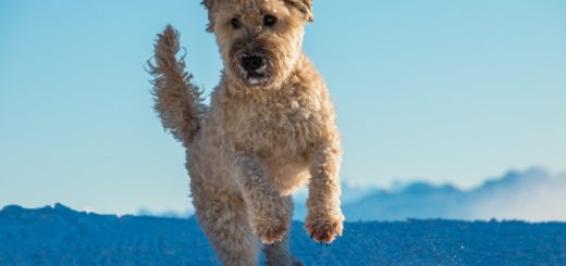 Soft Coated Wheaten Terrier