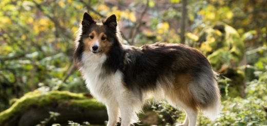 Shetland Sheepdog