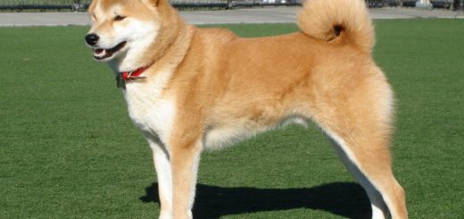 Shiba inu