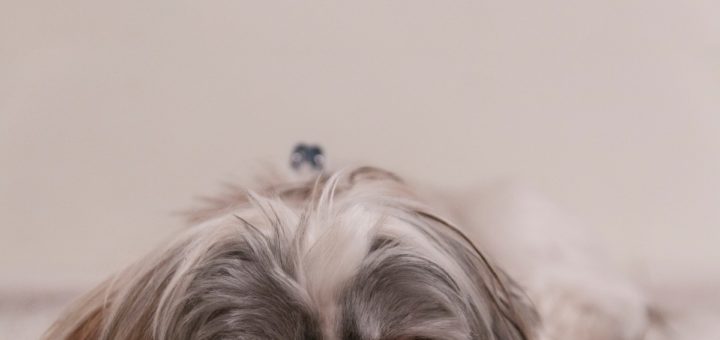 shih tzu