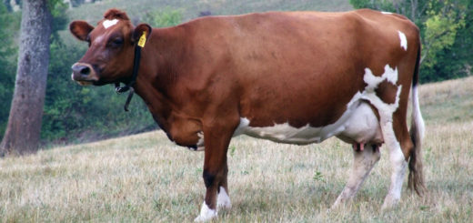 vacca Ayrshire