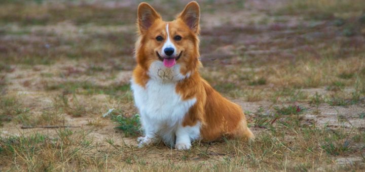 il Welsh corgi