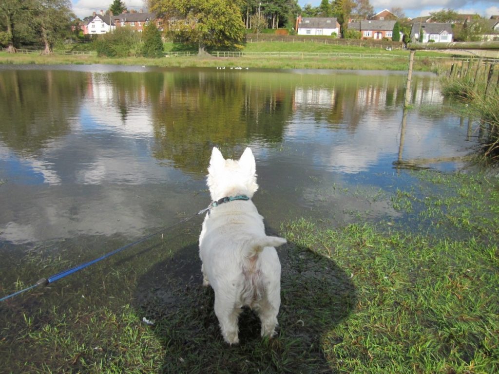 west highland white terrier sul lago