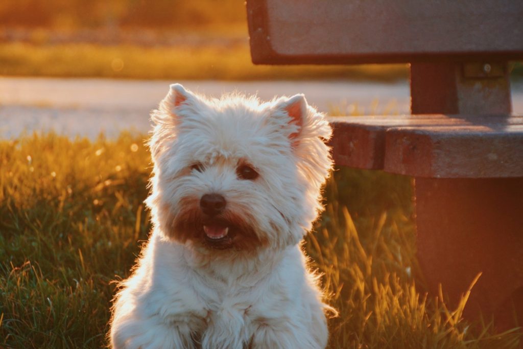 Westie cane