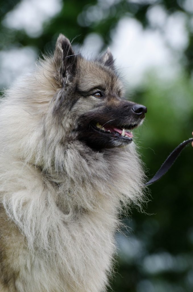 Wolfspitz