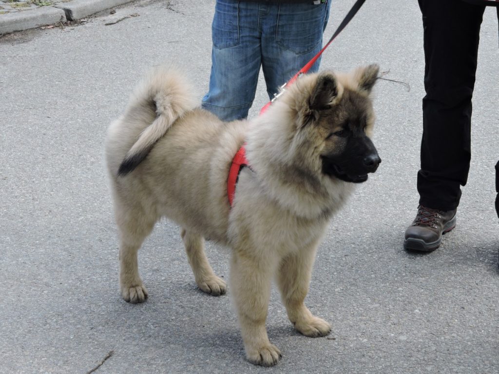 Keeshond