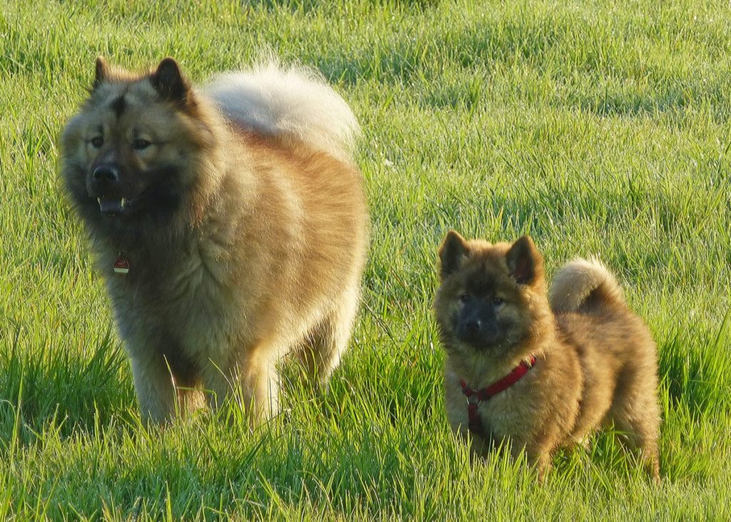 Keeshond e wolfspitz