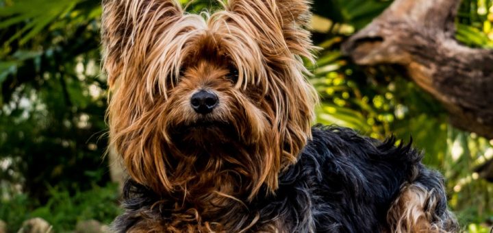 Yorkshire terrier