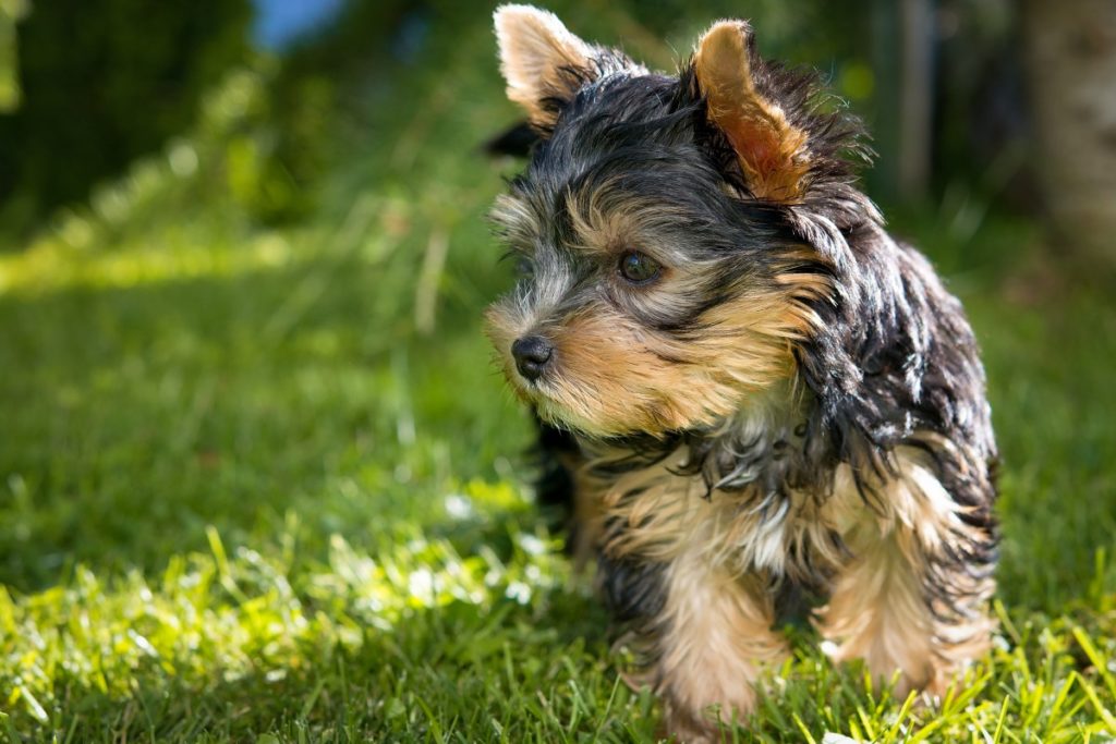 cucciolo di Yorkshire terrier