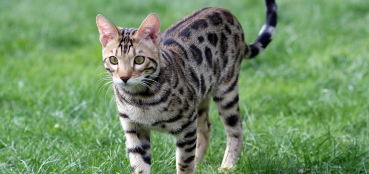 gatto bengal