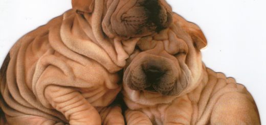 shar pei