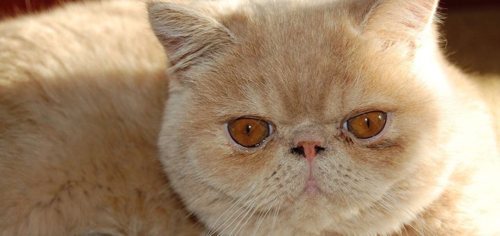 exotic shorthair