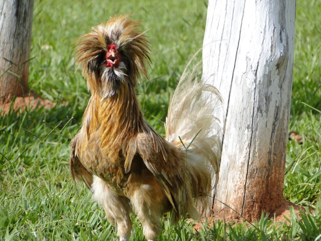 uccelli dal ciuffo