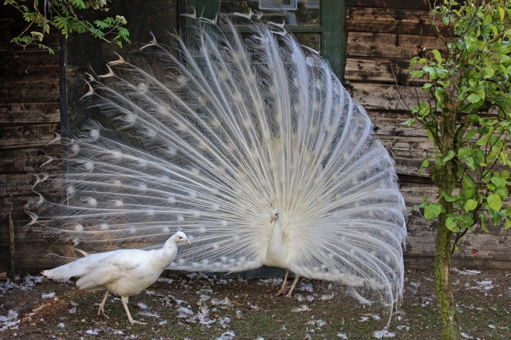 pavone bianco o albino