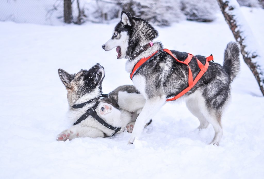 husky che giocano