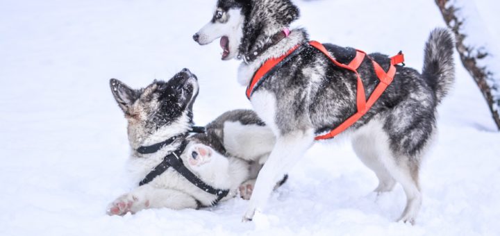 siberian husky