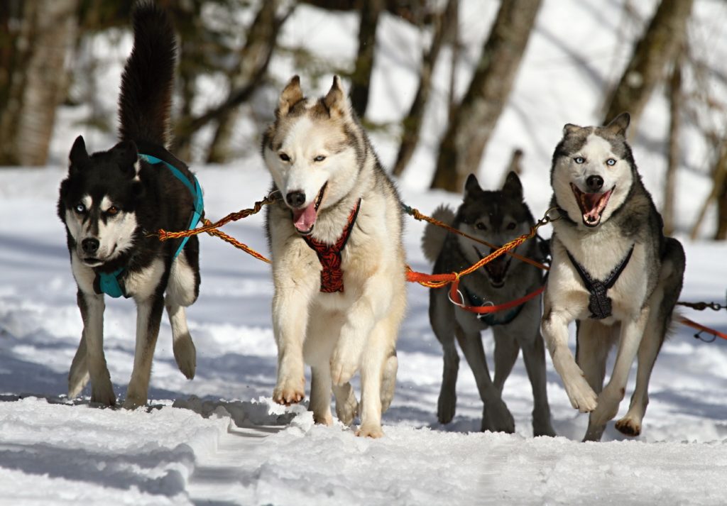 siberian husky