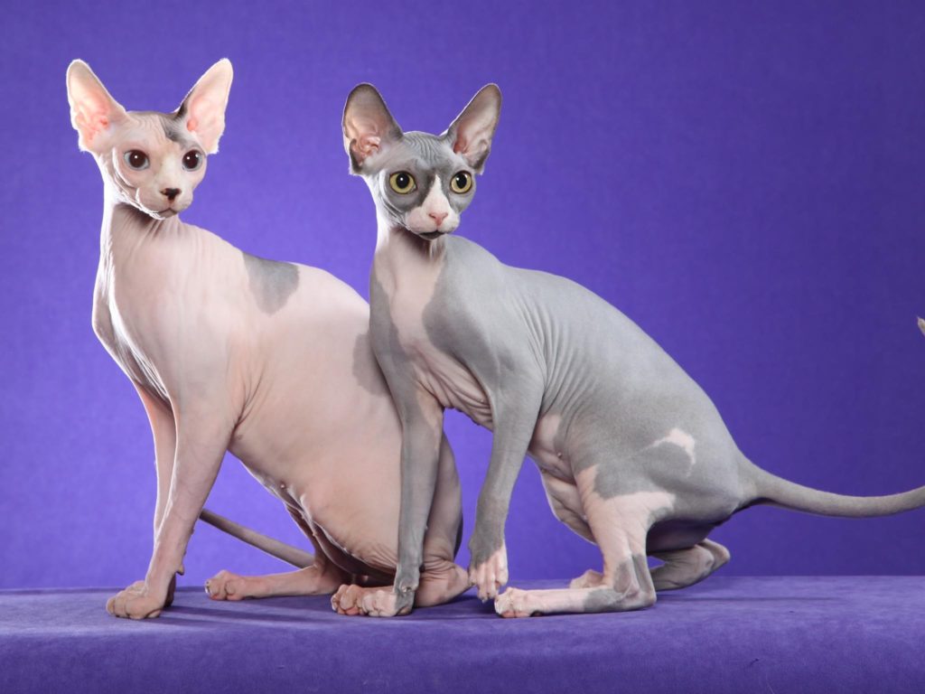 sphynx