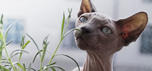 sphynx