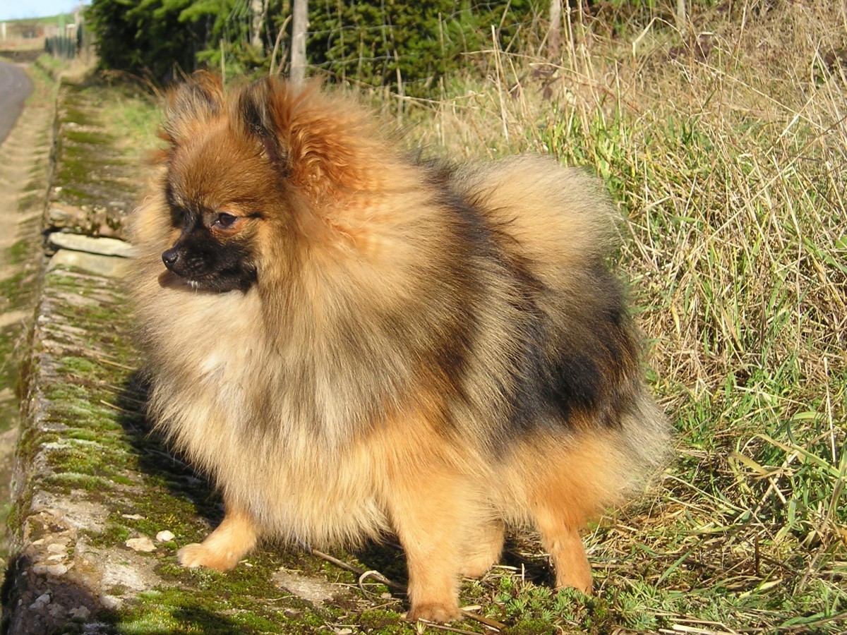 Spitz o Volpino di Pomerania Carattere, storia e prezzo. Green