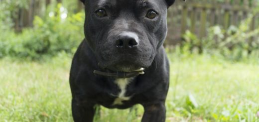 Staffordshire bull terrier