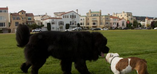 cane di terranova