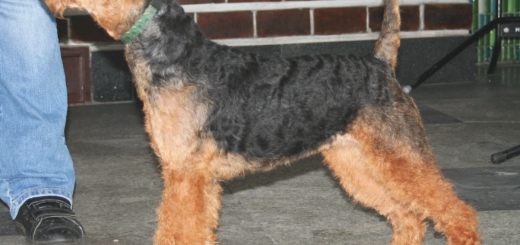 welsh terrier