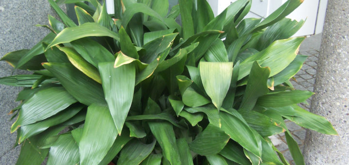 Aspidistra