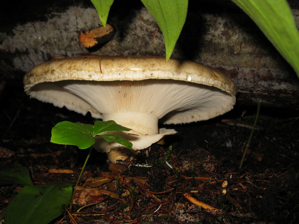 Fungo patata - Biannularia Imperialis