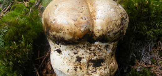 Fungo patata - Biannularia Imperialis