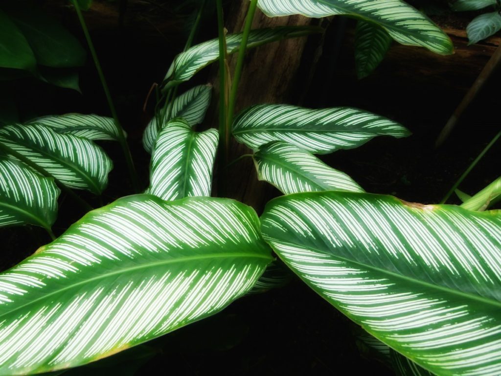 maranta