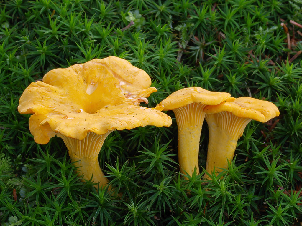 Finferlo - Cantharellus cibarius