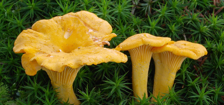 Cantharellus cibarius