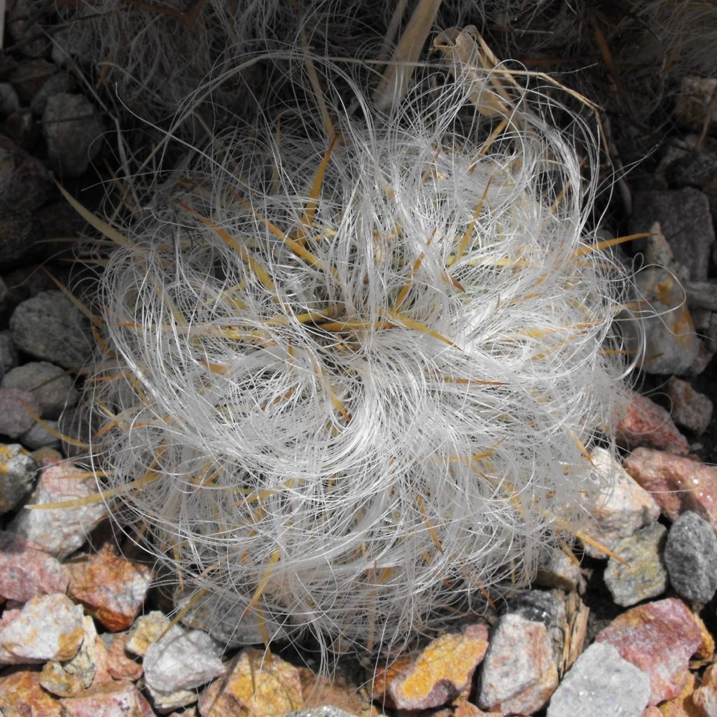 Cephalocereus o Testa di vecchio