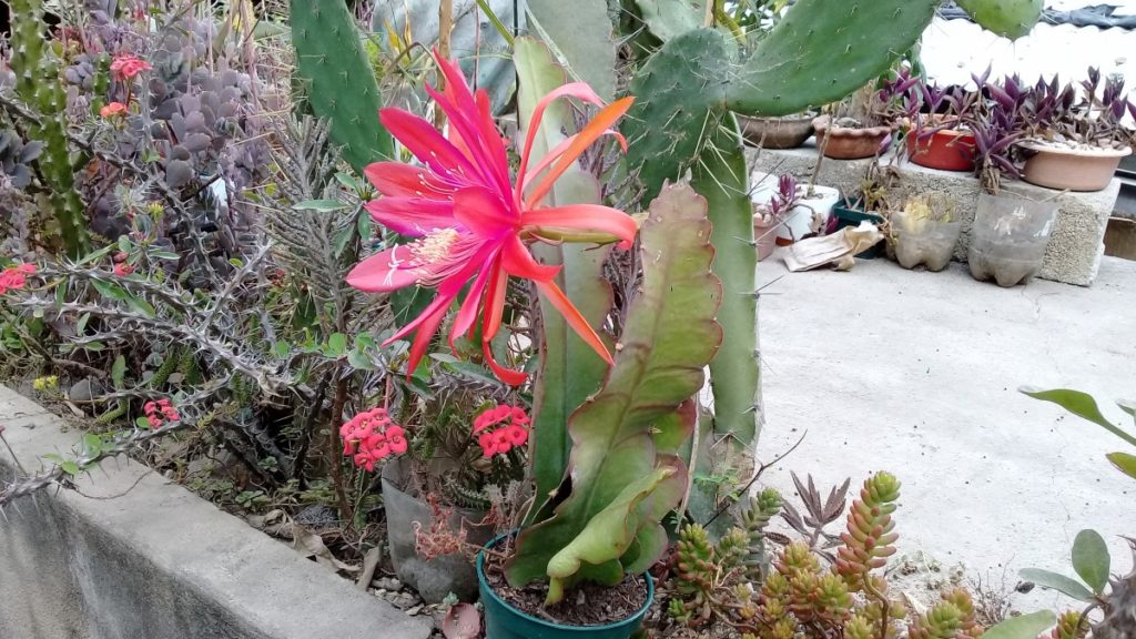 Epiphyllum