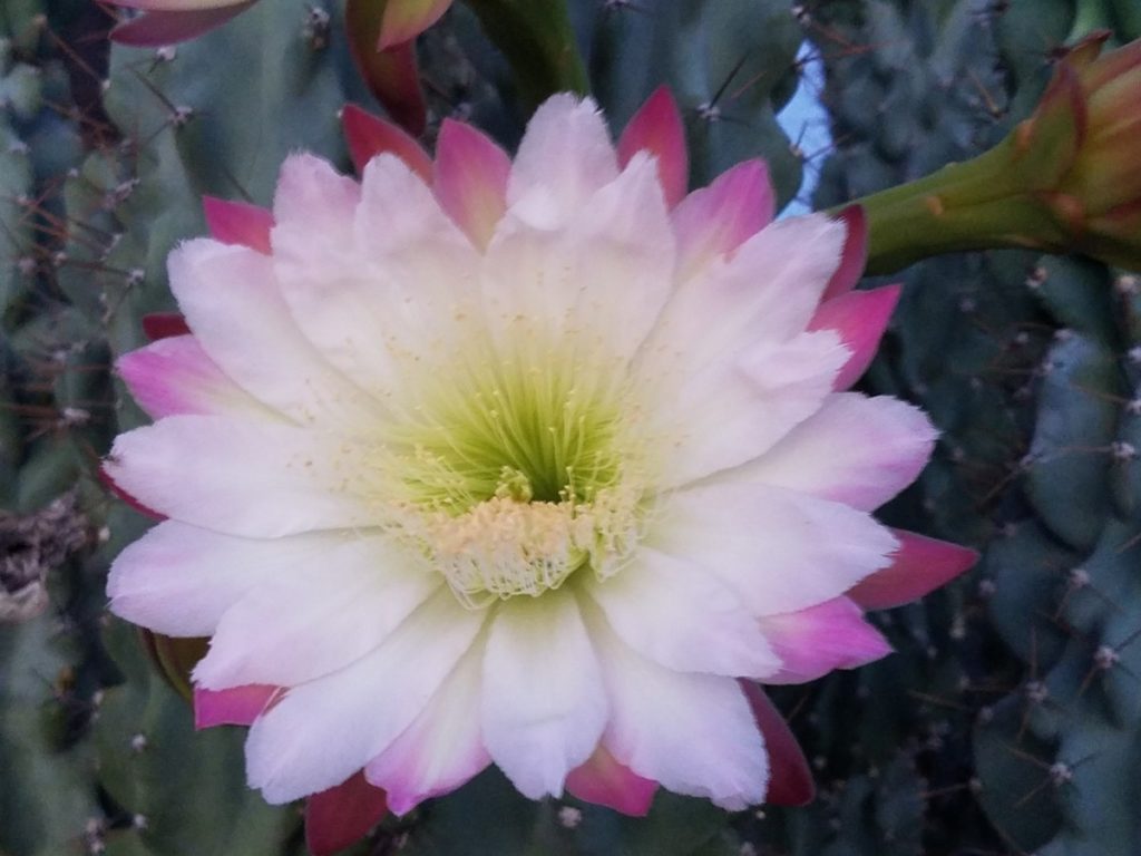 fiore phyllocactus