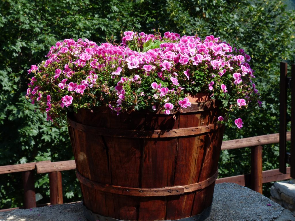 vaso con Pelargonium