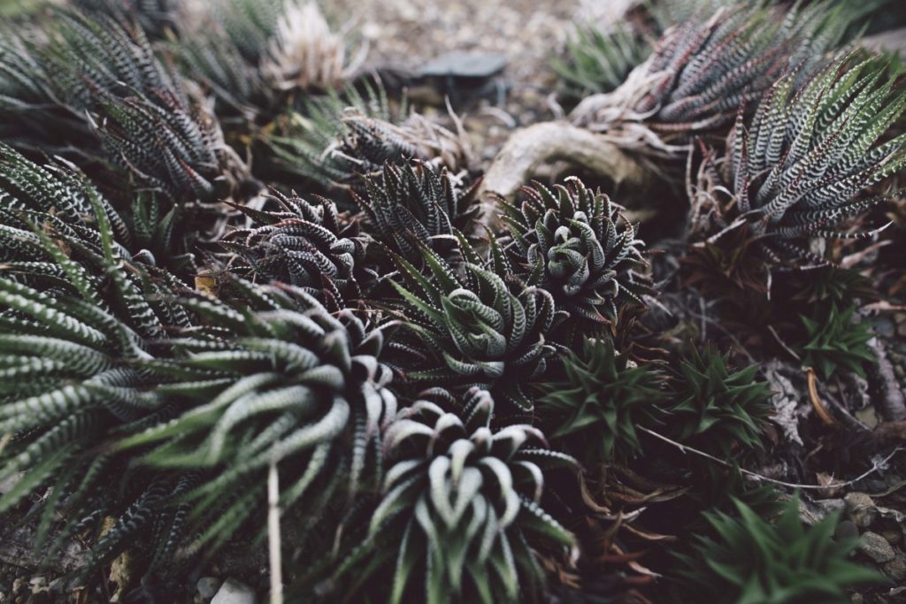 Haworthia