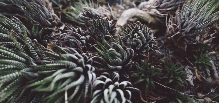 Haworthia