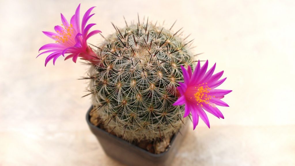 Mammillaria