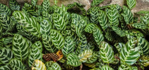 Maranta e Calathea