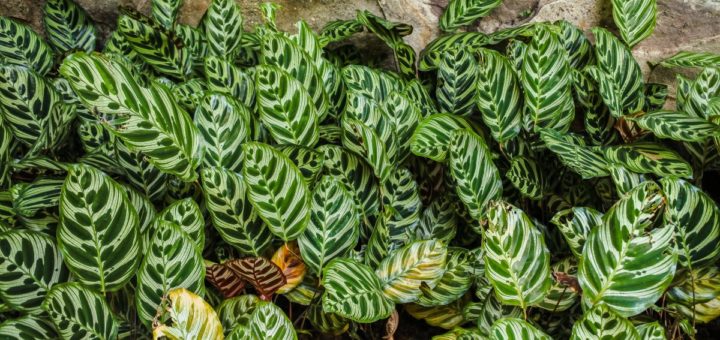 Maranta e Calathea