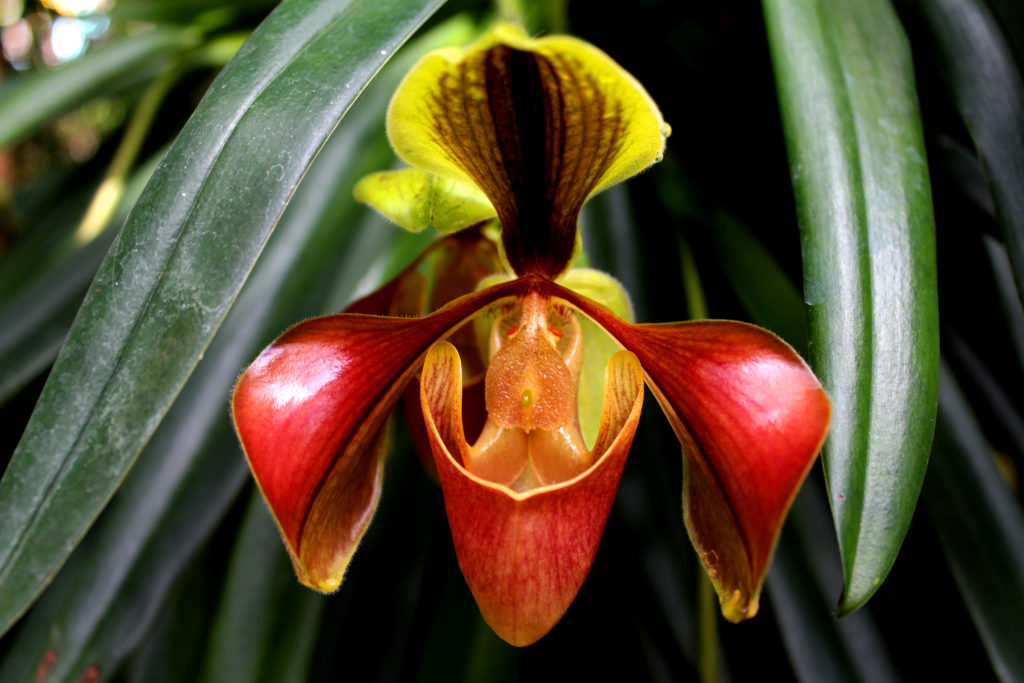 fiore orchidea Paphiopedilum